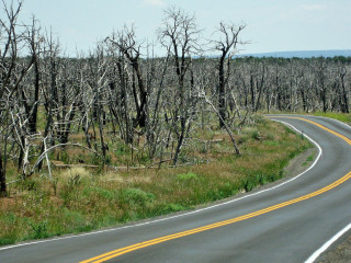 Mesa Verde: Waldbrand aus dem Jahre 2005