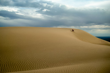 22.-24.7. Great Sand Dunes - High Dune Besteigung