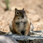 Great Sand Dunes: "unser" Squirrel am Campground.