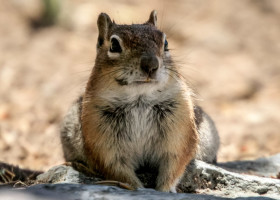 Great Sand Dunes: "unser" Squirrel am Campground.