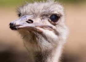 13.5.2013: Aachener Tierpark. Strauß