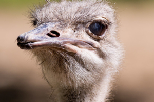 13.5.2013: Aachener Tierpark. Strauß