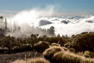 9.11. Über den Wolken, Corona Forestal