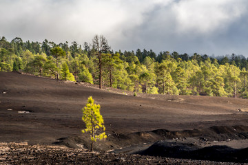 14.11. Corona Forestal, Teide