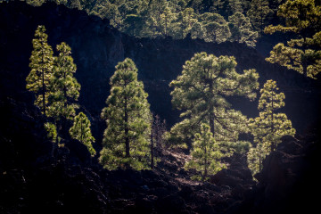 14.11. Corona Forestal, Teide