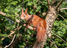 18.4. Wildlife im Garten ;-)