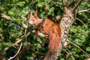 18.4. Wildlife im Garten ;-)