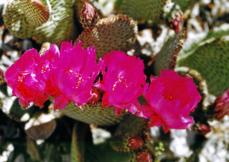 Death Valley: Kaktus-Blüten.