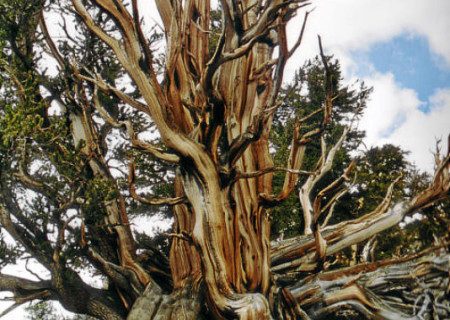 Bristlecone Pines in der Schuleman Grove (Inyo Mountains).