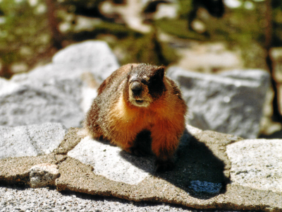 Murmeltier im Yosemite.