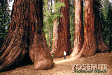 Sequoia-Bäume in der Mariposa Grove.