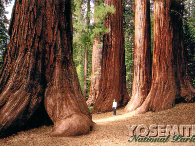Sequoia-Bäume in der Mariposa Grove.