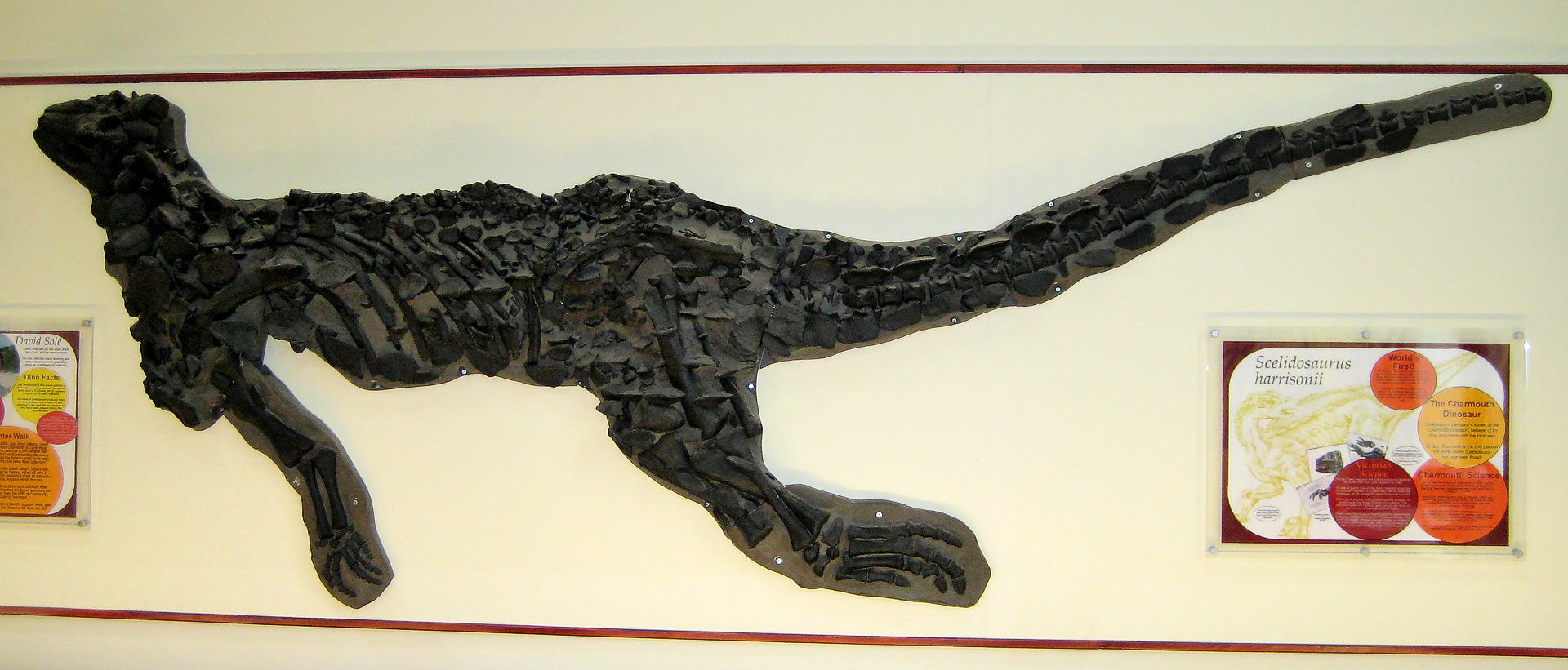 Scelidosaurier