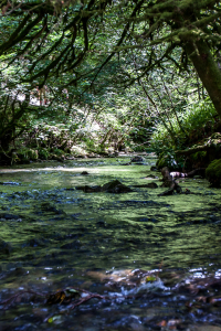 8.8. - Lydford Gorge