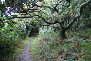 10.8. - Lamorna Cove