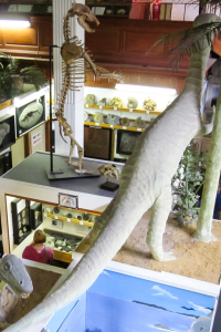 30.7.: Dinosaur Museum in Lyme Regis