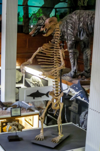 30.7.: Dinosaur Museum in Lyme Regis