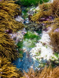 5.8.: Rock Pooling