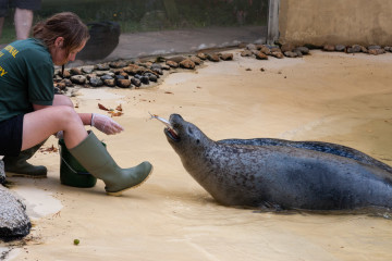 8.8.: Seal Sanctuary in Gweek