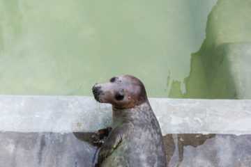 8.8.: Seal Sanctuary in Gweek
