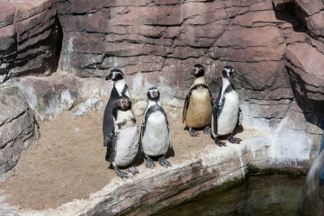 8.8.: Seal Sanctuary in Gweek