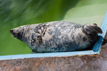 8.8.: Seal Sanctuary in Gweek