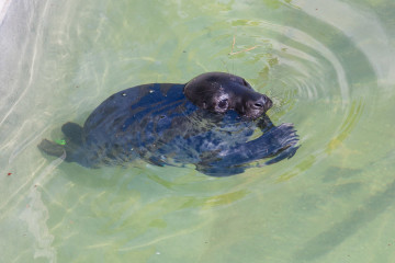 8.8.: Seal Sanctuary in Gweek