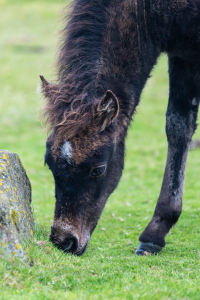 10.8. Dartmoor