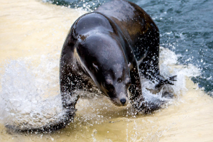 4.10.2014: Gweek - Seal Sanctuary