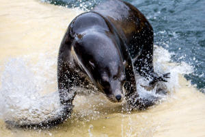 4.10. Gweek - Seal Sanctuary
