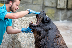 4.10. Gweek - Seal Sanctuary