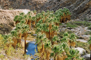 Ausflug zum Palm Canyon