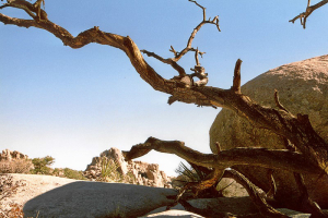 Joshua Tree NP: Wanderung im Hidden Valley.