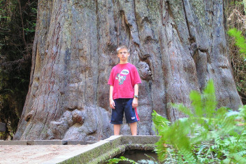 Sequoia im Humboldt Redwoods State Park