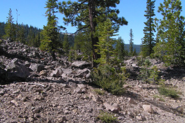 Lassen NP - Devastated Area