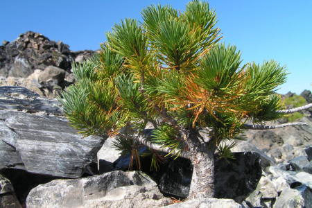 Dieser &quot;Baum&quot; ist 20 cm hoch