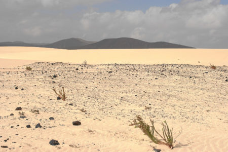 Wüste - wir sind ja auch auf der Höhe der Sahara. Die Dünen El Jable.