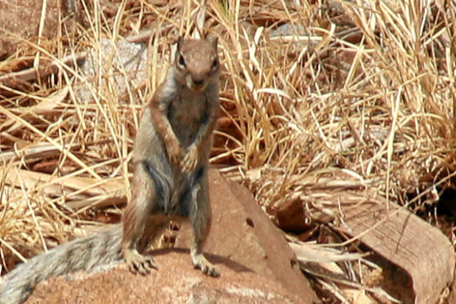 Zuwanderer aus Afrika.