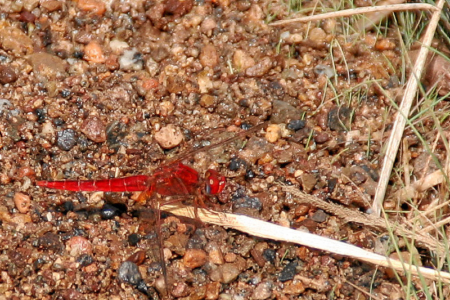 Libelle, 5 cm groß