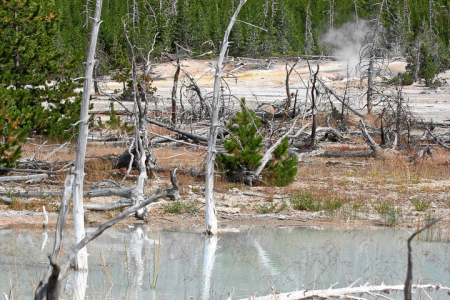 Mammoth Hot Springs: Bäume versintern