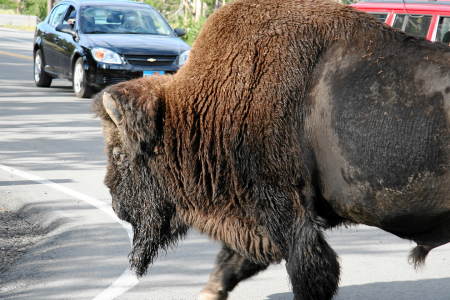 Yellowstone: Büffel