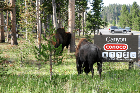 Yellowstone: Büffel an der Tankstelle ;-)