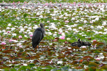 Reiher im Stanley Park