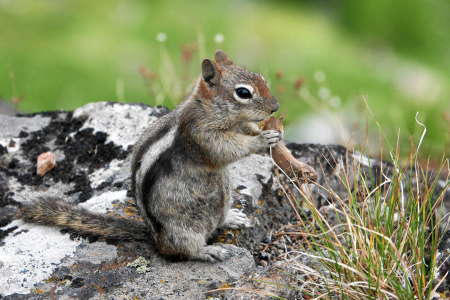 Wildlife ;-)