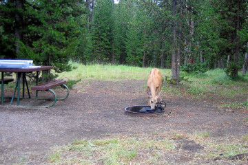 Bridge Bay Campground, Yellowstone