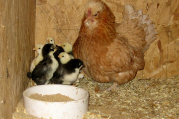 Familie Boessenkool, Ommen