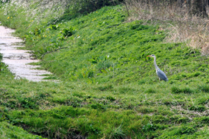 Am Coevorden-Picardie-Kanal.