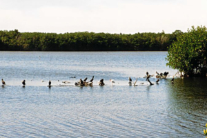 J. N. "Ding" Darling National Wildlife Refuge ... langer Name für eine nette kleine Wildnis auf Sanibel Island ...