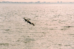 Pelikane auf der Jagd: Sturzformationsflug ...