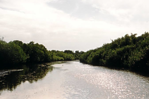 Everglades Nationalpark.